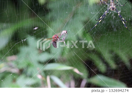 クモを狙うチャイロスズメバチ 132694274