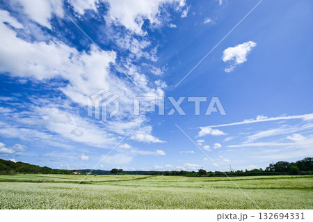 そば畑が広がる能登の景色 132694331