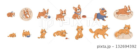 Pets growth stages. Funny domestic animals, from infancy to old age, cute redheads cat, funny dog, french bulldog, maturation, vector cartoon flat style isolated mascot garish vector set Pets growth stages. Funny domestic animals, from infancy to old age, cute redheads cat, funny dog, french bulldog, maturation, vector cartoon flat style isolated mascot garish vector set 132694392