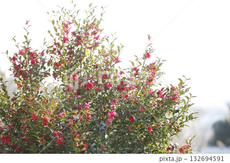 三千院付近の山茶花 132694591