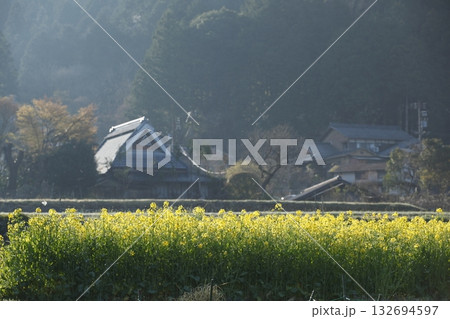 大原の菜の花畑 大原の菜の花畑 132694597