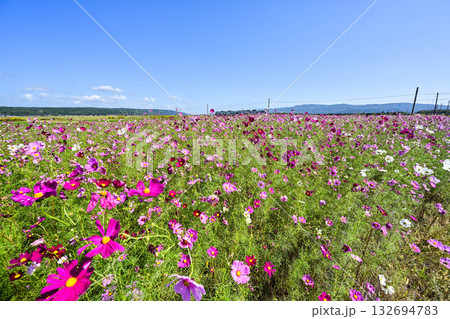 コスモス畑とJR七尾線 コスモス畑とJR七尾線 132694783