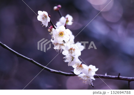 幻想的で美しい梅の花 幻想的で美しい梅の花 132694788