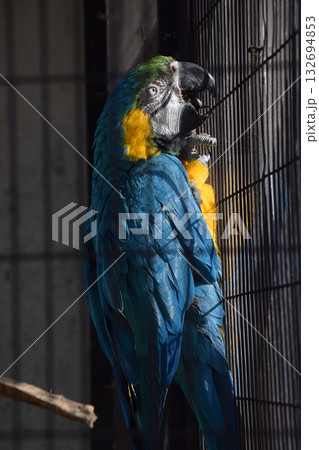 A macaw in the cage / 鳥かごの中のコンゴウインコ(真横撮り) A macaw in the cage / 鳥かごの中のコンゴウインコ(真横撮り) 132694853