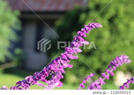 秋の庭に咲く紫色のサルビア・レウカンサの花 132695013