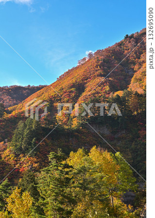 錦秋の白山白川郷ホワイトロード 錦秋の白山白川郷ホワイトロード 132695090