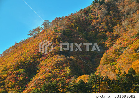 錦秋の白山白川郷ホワイトロード 132695092