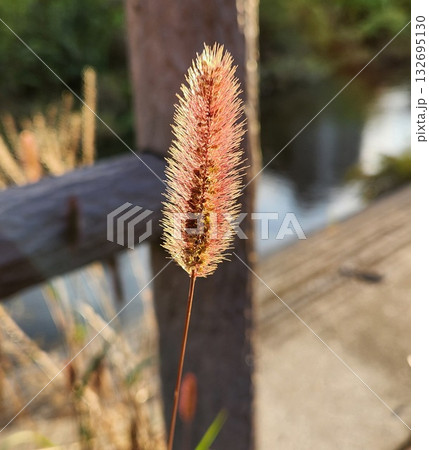 ねこじゃらし ねこじゃらし 132695130