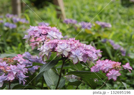 梅雨の花 アジサイ 59 132695196