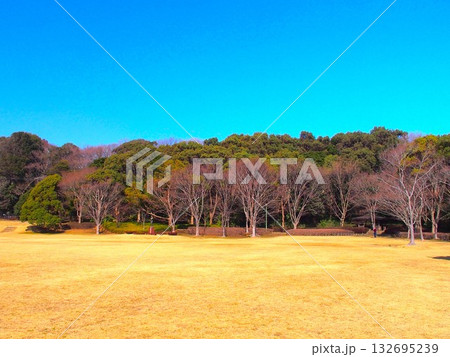 早春の枯れ木林と芝生の広場のある21世紀の森と広場風景 132695239
