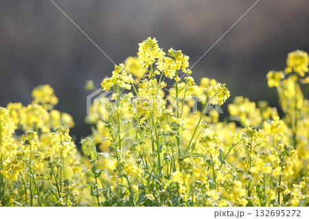 大原の菜の花 132695272