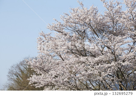 大原の桜 132695279