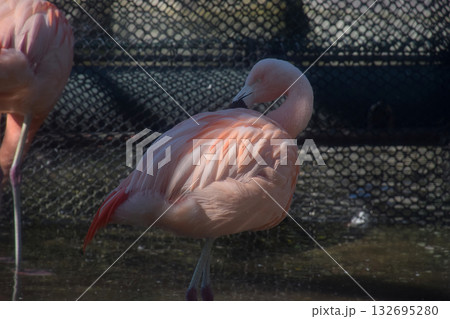 A standing flamingo / 動物園のフラミンゴの立像(真横からの望遠ズーム撮影) 132695280