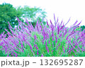 アメジストセージ　〜秋を彩る紫の花〜 132695287