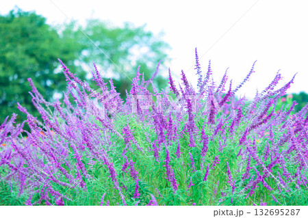 アメジストセージ 〜秋を彩る紫の花〜 アメジストセージ 〜秋を彩る紫の花〜 132695287