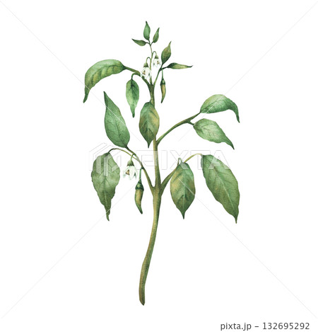 Chili pepper plant with green unripe pepper pods, flowers and leaves. Botanical hand drawn watercolor illustration. Hot red spicy vegetables for food, spice label, gardening. Isolated from background 132695292