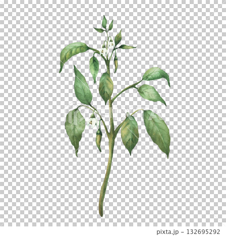 Chili pepper plant with green unripe pepper pods, flowers and leaves. Botanical hand drawn watercolor illustration. Hot red spicy vegetables for food, spice label, gardening. Isolated from background 132695292