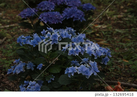 梅雨の花 アジサイ 70 132695418