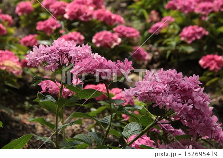 梅雨の花 アジサイ 71 132695419