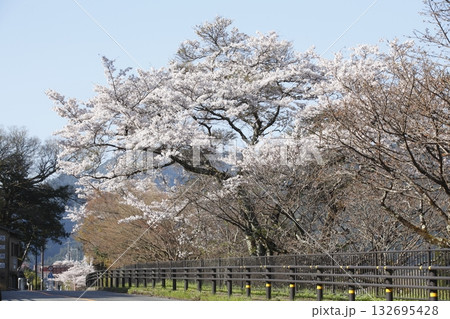 大原の桜 大原の桜 132695428