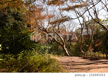 源氏山公園 ハイキングコース 源氏山公園 ハイキングコース 132695453