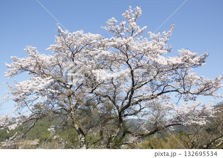 大原の桜 大原の桜 132695534