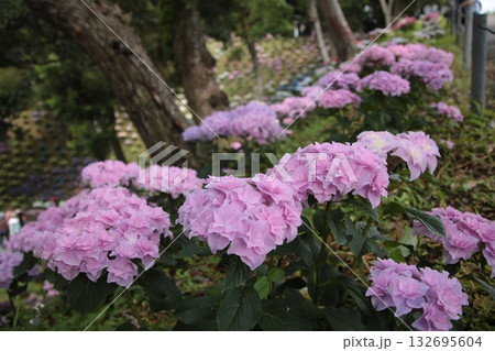 梅雨の花 アジサイ 79 132695604