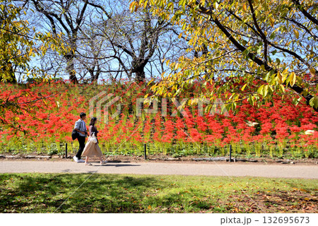桜並木の下に咲く曼殊沙華の花 桜並木の下に咲く曼殊沙華の花 132695673