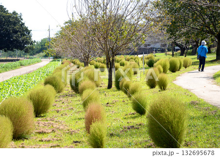 コキアが茂る遊歩道を歩く女性 132695678