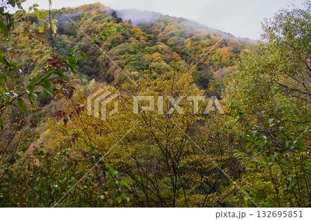 山梨県の西沢渓谷の紅葉 山梨県の西沢渓谷の紅葉 132695851