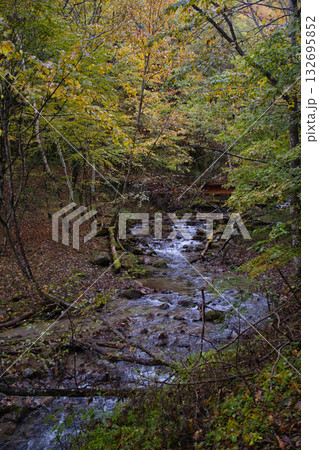 山梨県の西沢渓谷の紅葉 132695852
