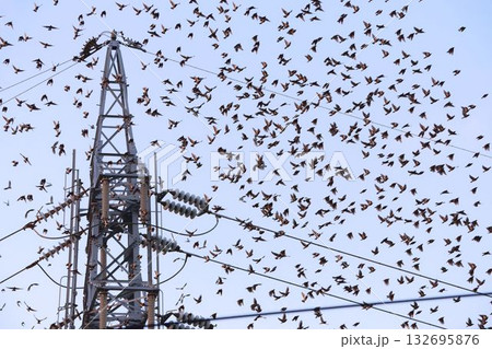 群れで飛ぶムクドリ 132695876