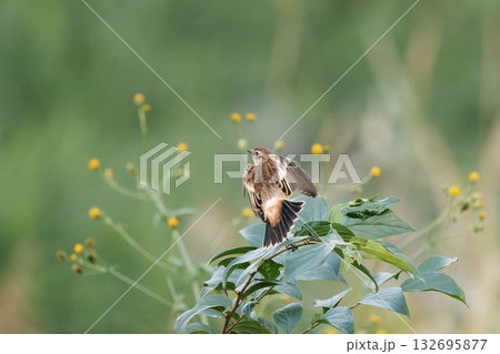 ノビタキ 132695877