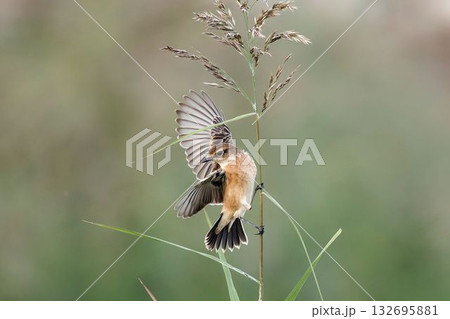 ノビタキ 132695881