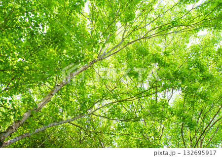 《初夏の風景》爽やかなカエデの新緑 《初夏の風景》爽やかなカエデの新緑 132695917
