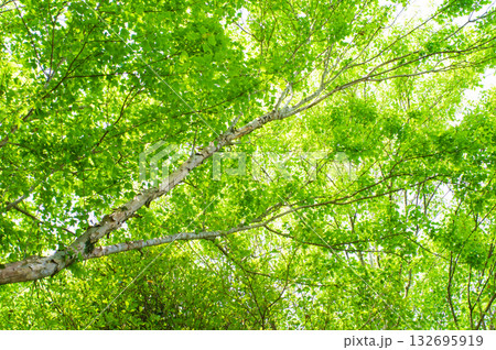 《初夏の風景》爽やかなカエデの新緑 132695919