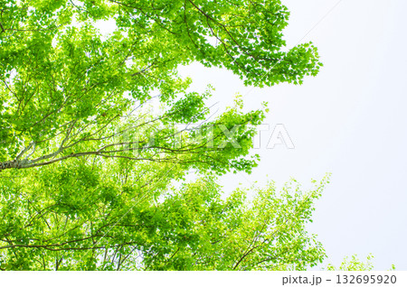 《初夏の風景》爽やかなカエデの新緑 132695920