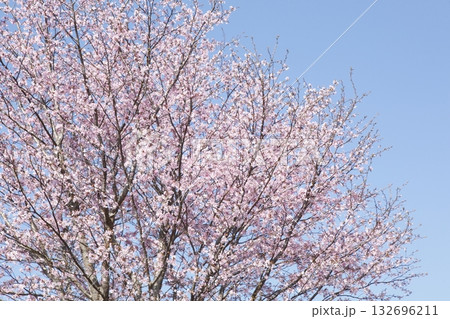 大原の桜 大原の桜 132696211