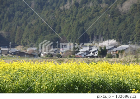 大原の菜の花畑 132696212