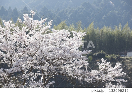大原の桜 132696213