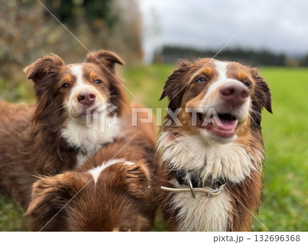 Smiling Brown and White Border Collies in Field 132696368