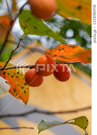 柿と交通標識 132696456