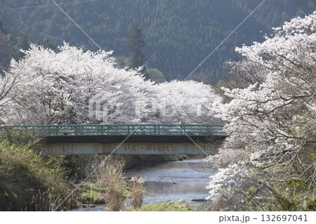 花尻の高野川沿いの桜 花尻の高野川沿いの桜 132697041