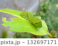 アゲハ蝶の幼虫 132697171