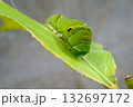 アゲハ蝶の幼虫 132697172