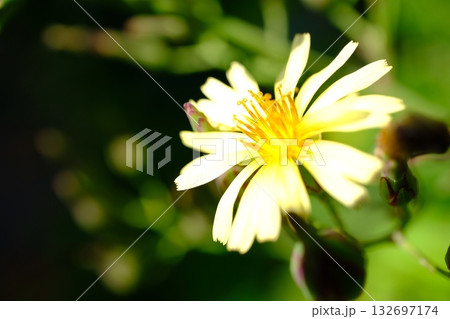 アキノノゲシ 132697174