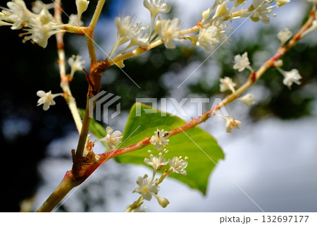 イタドリの花 イタドリの花 132697177
