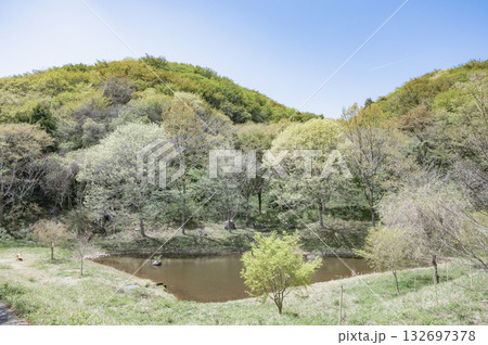 茨城　助川山市民の森の石の池（日立市） 132697378