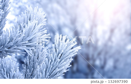 Horizontal Christmas background with pine branch, covered with frost. Festive banner featuring a frosted fir branch. Holiday wintery banner with frozen branches of fir tree. Photo toned in blue color Horizontal Christmas background with pine branch, covered with frost. Festive banner featuring a frosted fir branch. Holiday wintery banner with frozen branches of fir tree. Photo toned in blue color 132697390