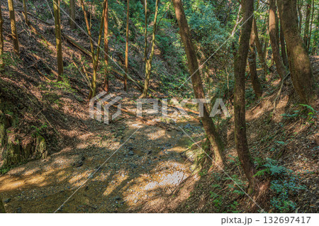 もみじ谷の山林風景 京都府宇治市 もみじ谷の山林風景 京都府宇治市 132697417
